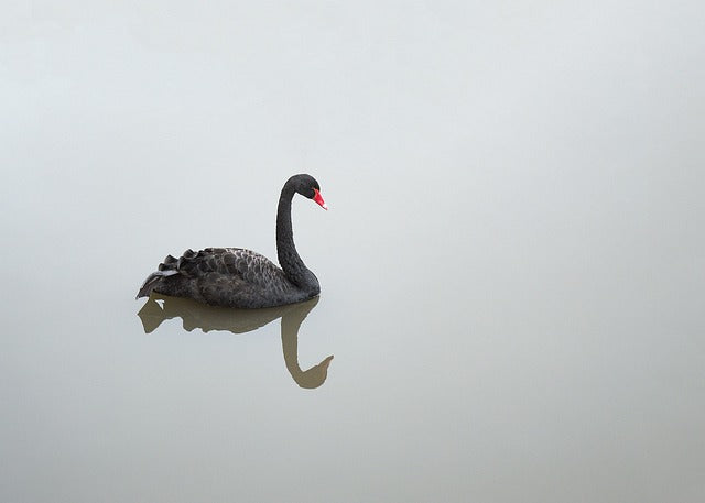 Puppies, Rainbows, and Black Swans
