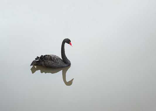 Puppies, Rainbows, and Black Swans